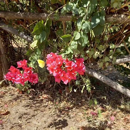 カントリーハウス Barone Montefeo Librizzi