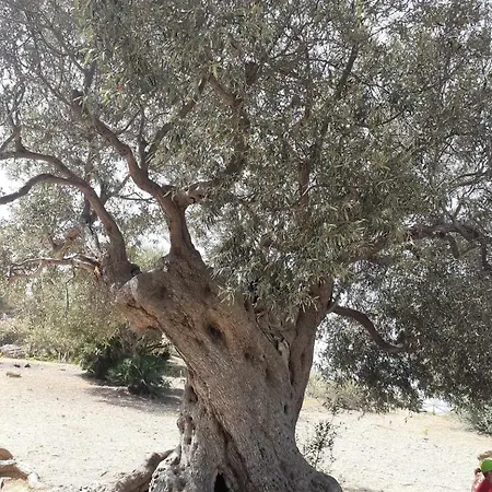 Barone Montefeo